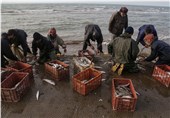 کاهش 3 درصدی صید ماهیان استخوانی در کشور