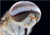 تصاویری از چهره حشرات‎