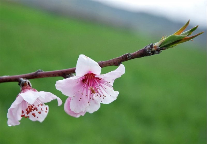 تصاویر شکوفه های بهاری در شهرستان اهر