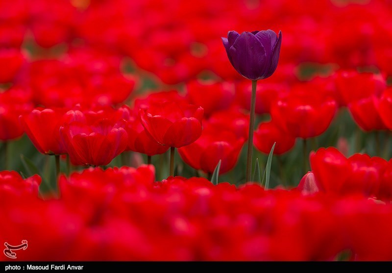 باغ لاله ها - تبریز