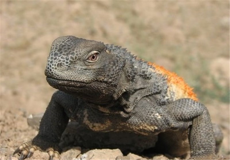 اژدهای شرق محصور در قلعه انقراض