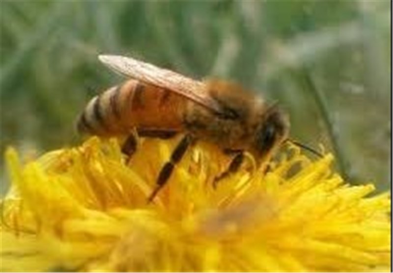 طرح استفاده از زنبورعسل در کنترل آفات در باغات کشور اجرا می‌شود