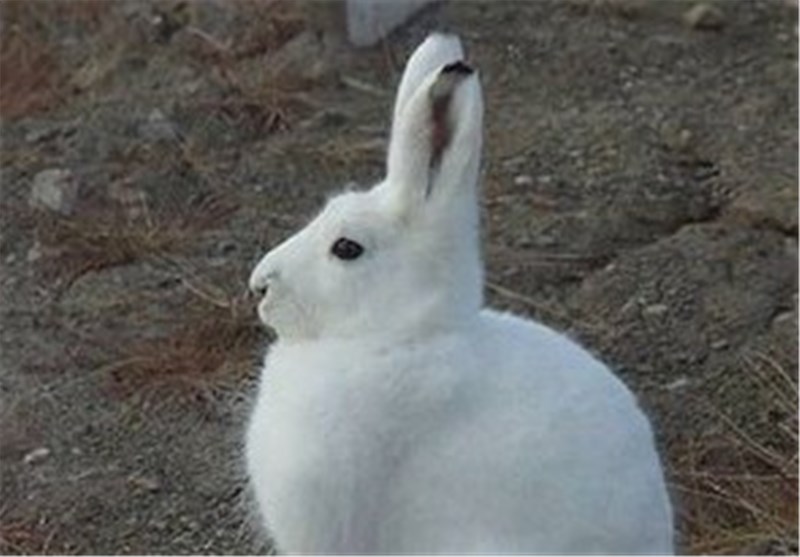 عکس/ خرگوش قطبی