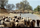 40 درصد عشایر اردبیل از راه مناسب محروم هستند