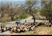 کوچک زودتر از موعد عشایر در اردبیل مشمول جریمه است