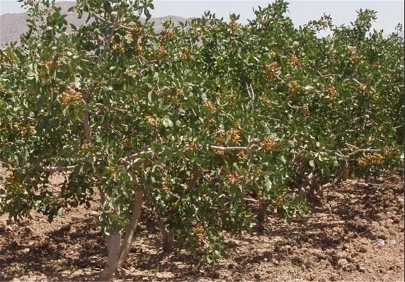 کرمان| بیش از 95 درصد محصولات پسته در انار و رفسنجان خسارت دیده است