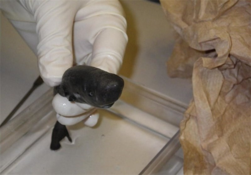 2nd &apos;Pocket Shark&apos; Discovered