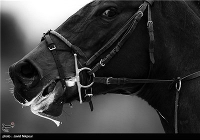Horse Jumping Competitions Held in Tehran 