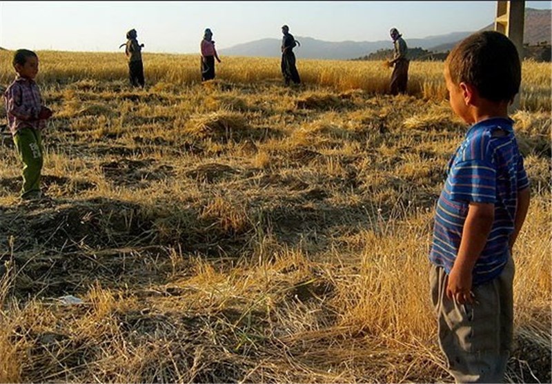 خسارت کشاورزان دیم کار در شوشتر پرداخت می‌شود