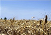 خسارت 136 میلیارد ریالی خشکسالی به بخش‌های مختلف کشاورزی شهرضا