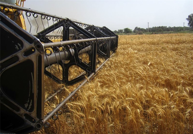 7500 تن گندم تضمینی از کشاورزان شوشتری خریداری شد