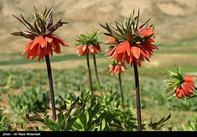 طبیعت چهارمحال و بختیاری