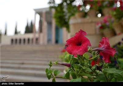 رویش گلهای اردیبهشتی شیراز