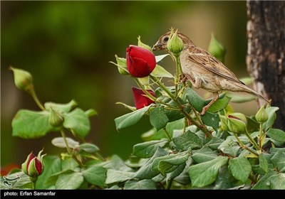 رویش گلهای اردیبهشتی شیراز