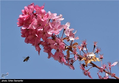 رویش گلهای اردیبهشتی شیراز