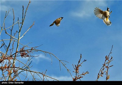 رویش گلهای اردیبهشتی شیراز