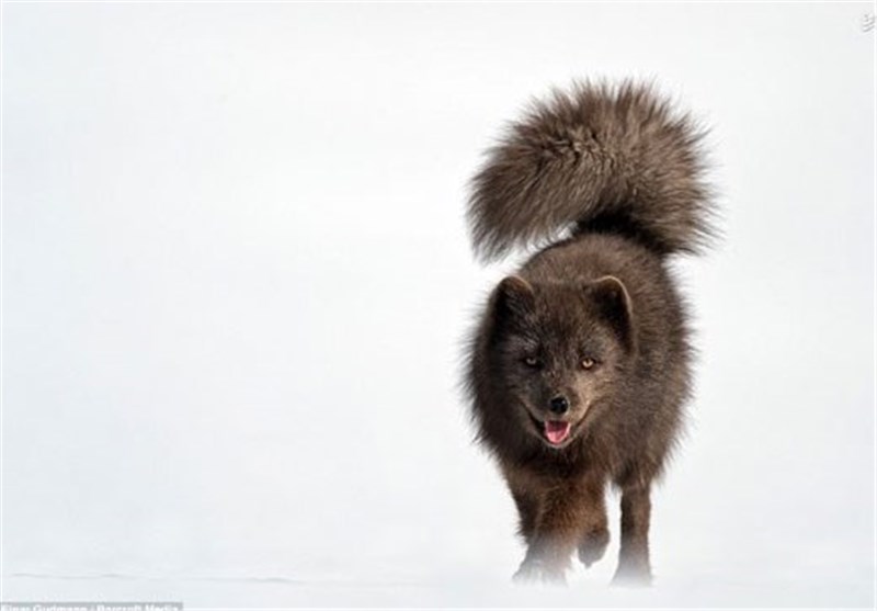 تصاویر روباه سیاه قطبی