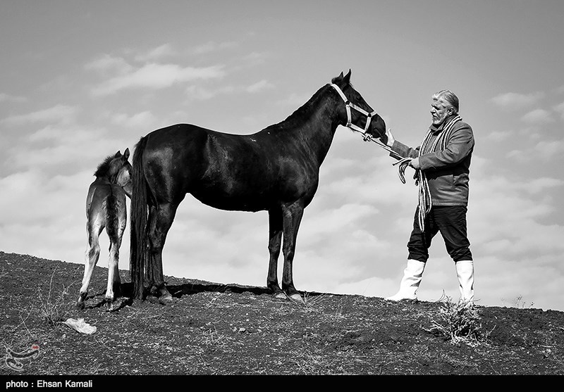 نخستین مرکز ملی تشخیص بیماری‌های اسب کشور در گلستان احداث می‌شود