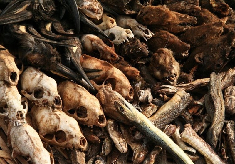 زمین در آستانه ششمین انقراض!