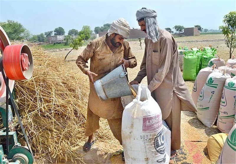 192 هزار تن گندم از کشاورزان همدان خریداری شد