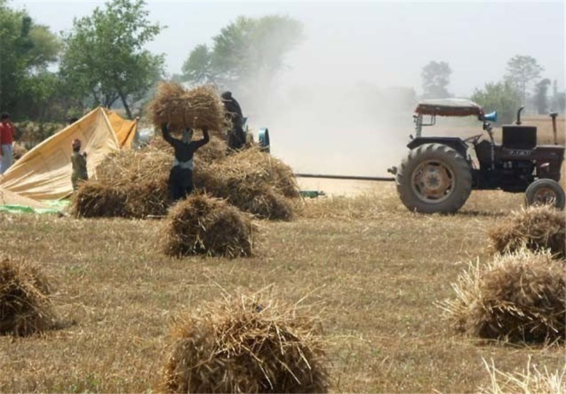 کرمان رتبه چهارم ذخیره‌سازی گندم کشور را دارد