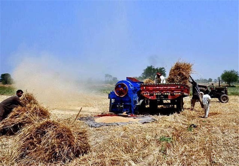 44 مرکز خرید گندم در اردبیل آماده خدمات‌رسانی به کشاورزان است