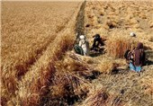 145 هزار تن گندم از کشاورزان ایلامی خریداری شد