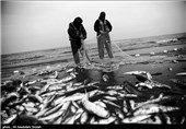 صید ماهیان استخوانی در آب‌های استان گلستان 27 درصد افزایش یافت