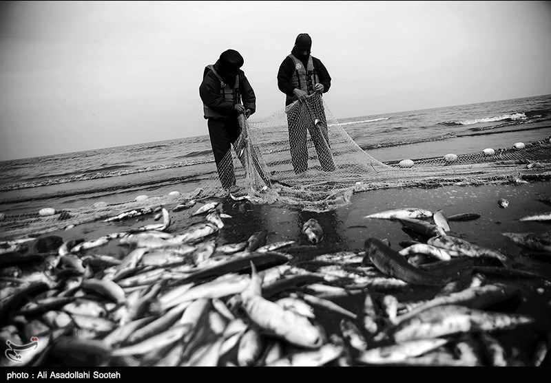 صید ماهیان استخوانی در آب‌های استان گلستان 27 درصد افزایش یافت