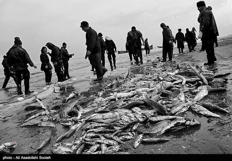 صید ماهیان استخوانی از دریای خزر آغاز شد