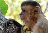 Some Monkeys Really Know How to Crack Nuts