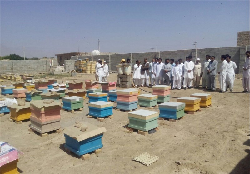 تولید عسل در شهرستان مهرستان افزایش یافت