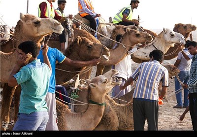 Camel-Riding Competitions Held on Island of Qeshm