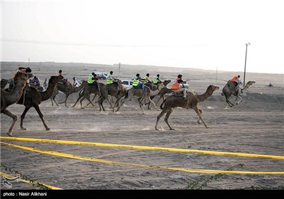 Camel-Riding Competitions Held on Island of Qeshm
