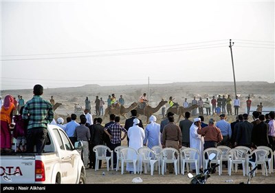 Camel-Riding Competitions Held on Island of Qeshm