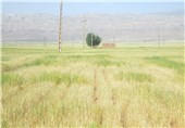 خشکسالی سبب کاهش تولیدات کشاورزی در لرستان شده است