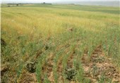 72 پروژه کشاورزی در جنوب کرمان افتتاح می‌شود