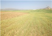 برنامه عملیاتی برای اشتغال زایی در حوزه کشاورزی خوزستان تدوین شود