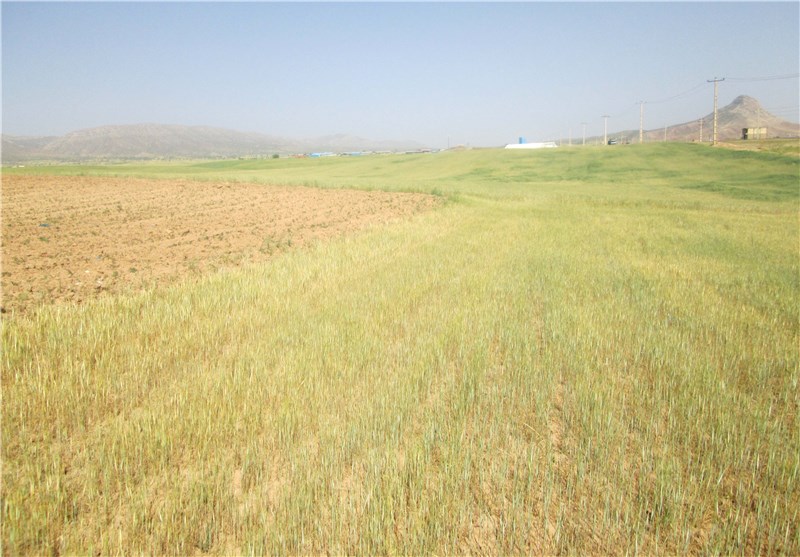 برنامه عملیاتی برای اشتغال زایی در حوزه کشاورزی خوزستان تدوین شود