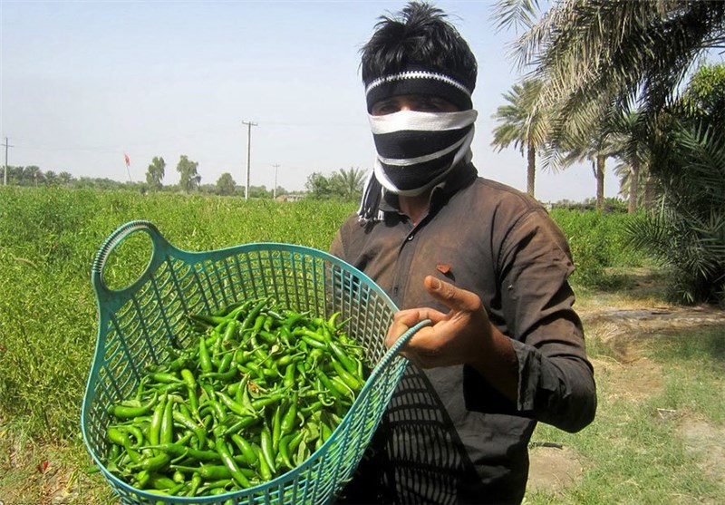 تصاویر برداشت فلفل از مزارع هشت بندی استان هرمزگان
