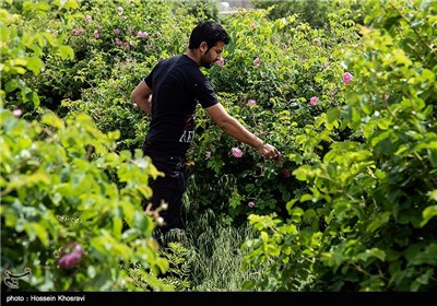 گلاب گیری در میمند - فارس