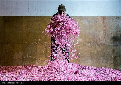 گلاب گیری در میمند - فارس