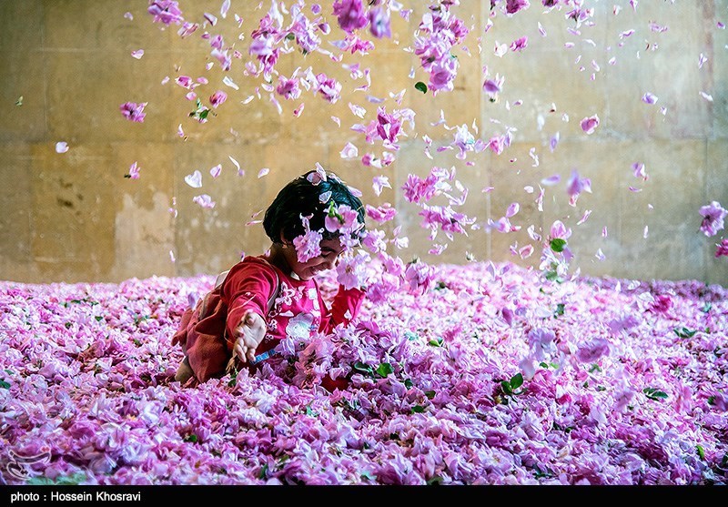 جشنواره گل و گلاب میمند؛ معطرترین رویداد گردشگری استان فارس
