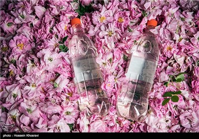 گلاب گیری در میمند - فارس
