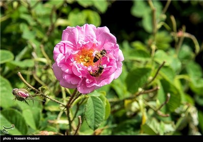 گلاب گیری در میمند - فارس