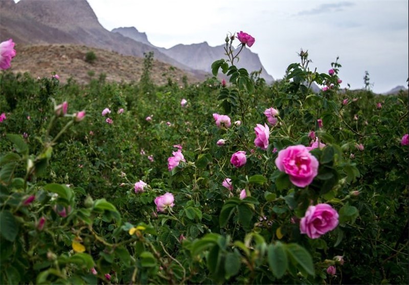 پیش بینی تولید سالیانه 150 تن گل محمدی در آذربایجان‌غربی
