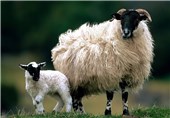 پرورش برترین‌نژاد گوسفند جهان در اندیمشک آغاز شد