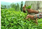 واردات چای ایران از هند افزایش یافت