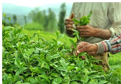 چاي،كشور،چايكاران،سنواتي،برگ،سبز،خريد،تومان