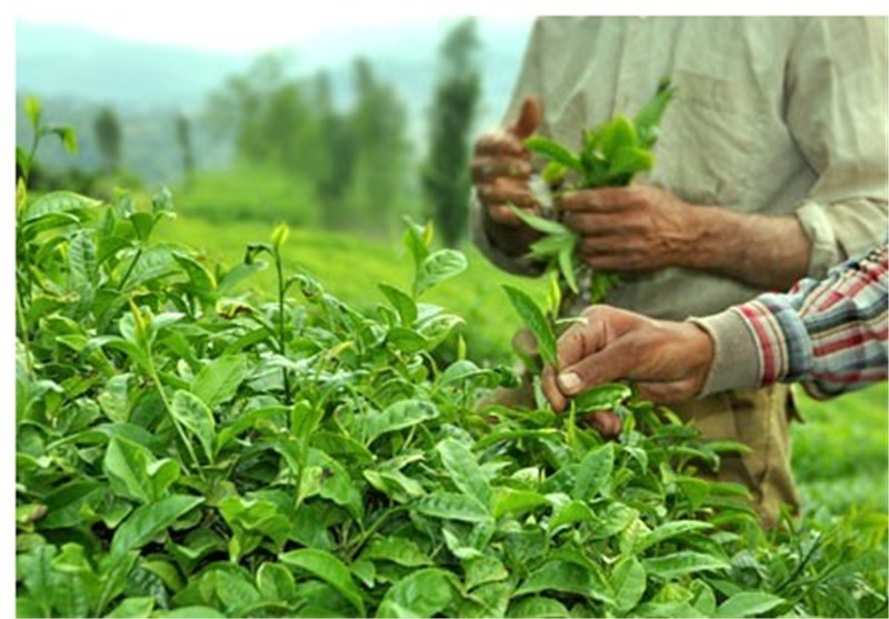 تولید چای هند 3.8 افزایش یافت